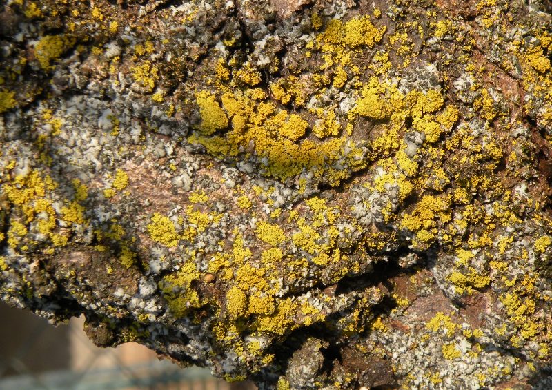Licheni in un frutteto lomellino - Xanthoria parietina e alt